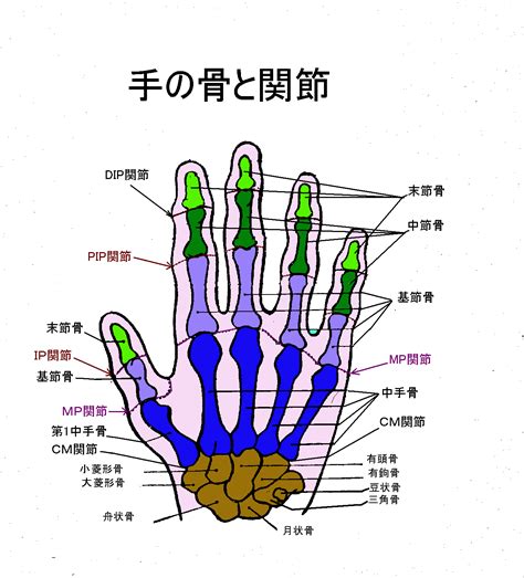 手 骨|手の骨の解剖を名前と部位が誰でもわかるように図で。